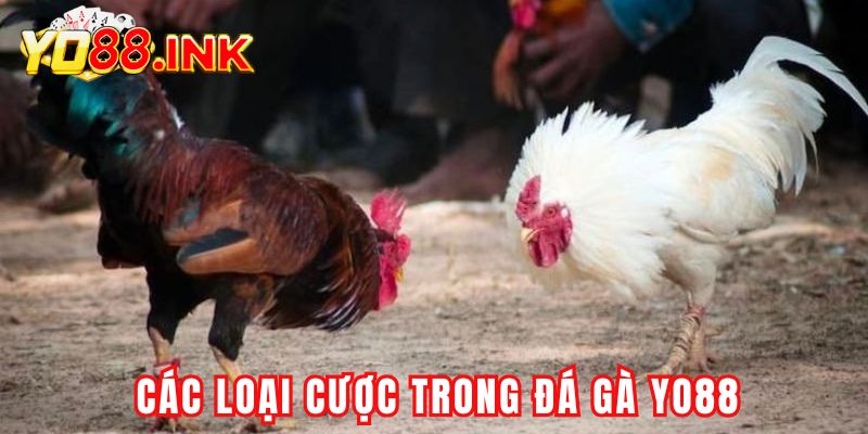Tìm hiểu chi tiết các loại cược trong Đá Gà Yo88 