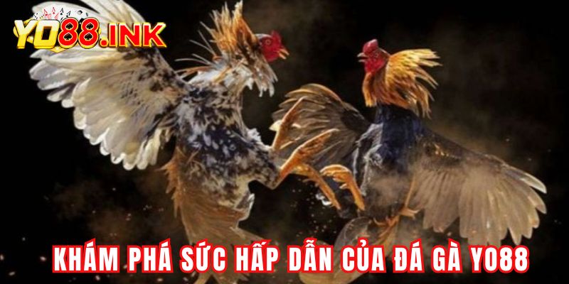 Khám phá sức hấp dẫn độc đáo của Đá Gà Yo88